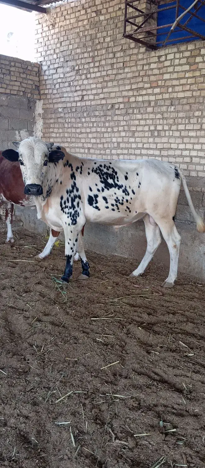 گاو نر در حمیدیه|حیوانات مزرعه|حمیدیه, |دیوار