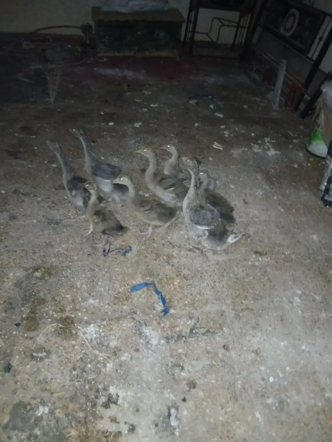 شادگان|حیوانات مزرعه|شادگان, |دیوار