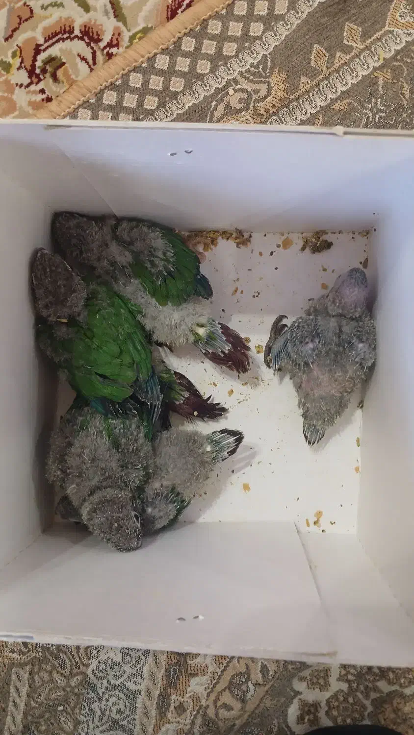 جوجه گرینچیک|پرنده|یزد, |دیوار