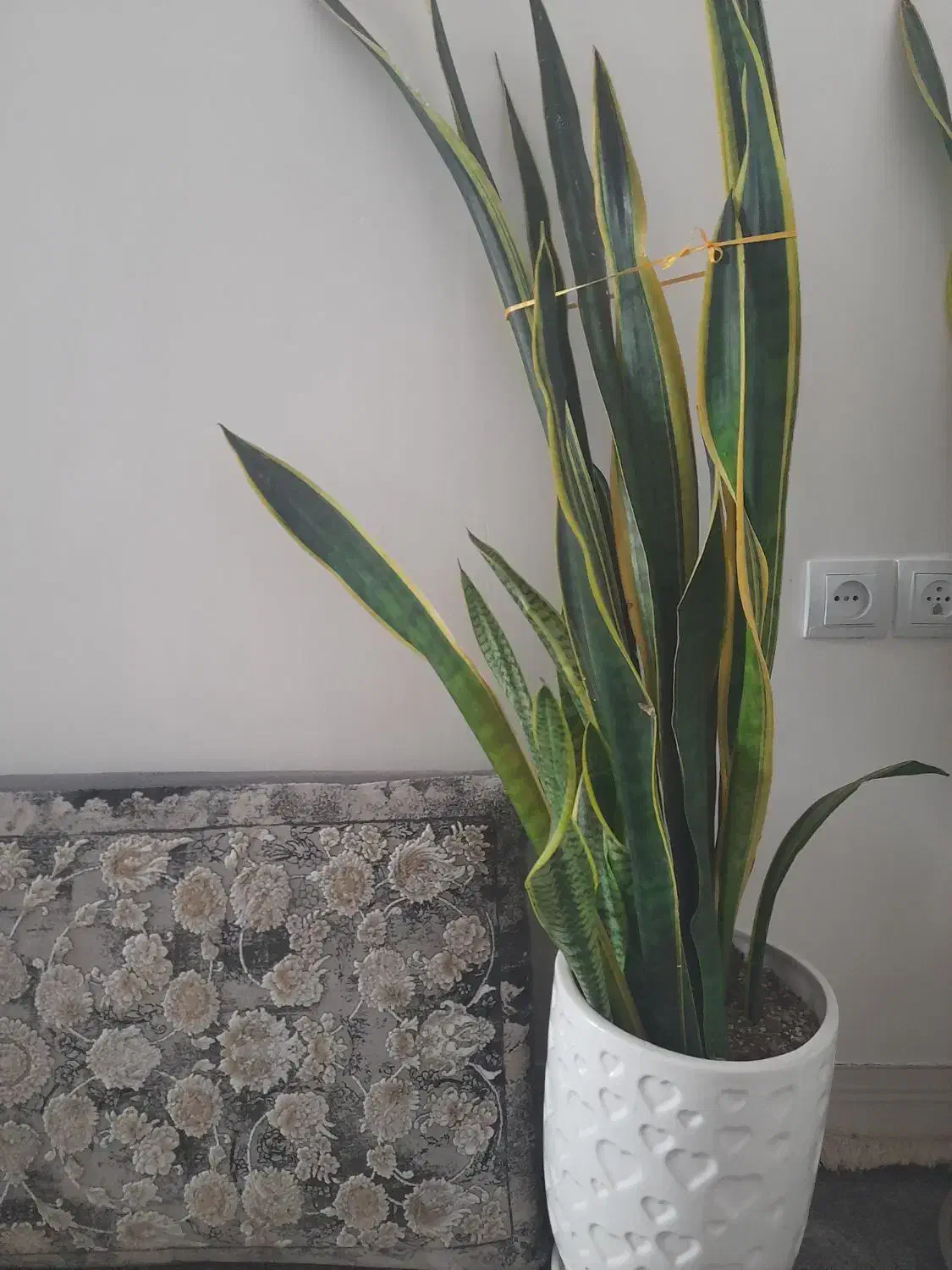 گل طبیعی|گل و گیاه طبیعی|سبزوار, فیاض|دیوار