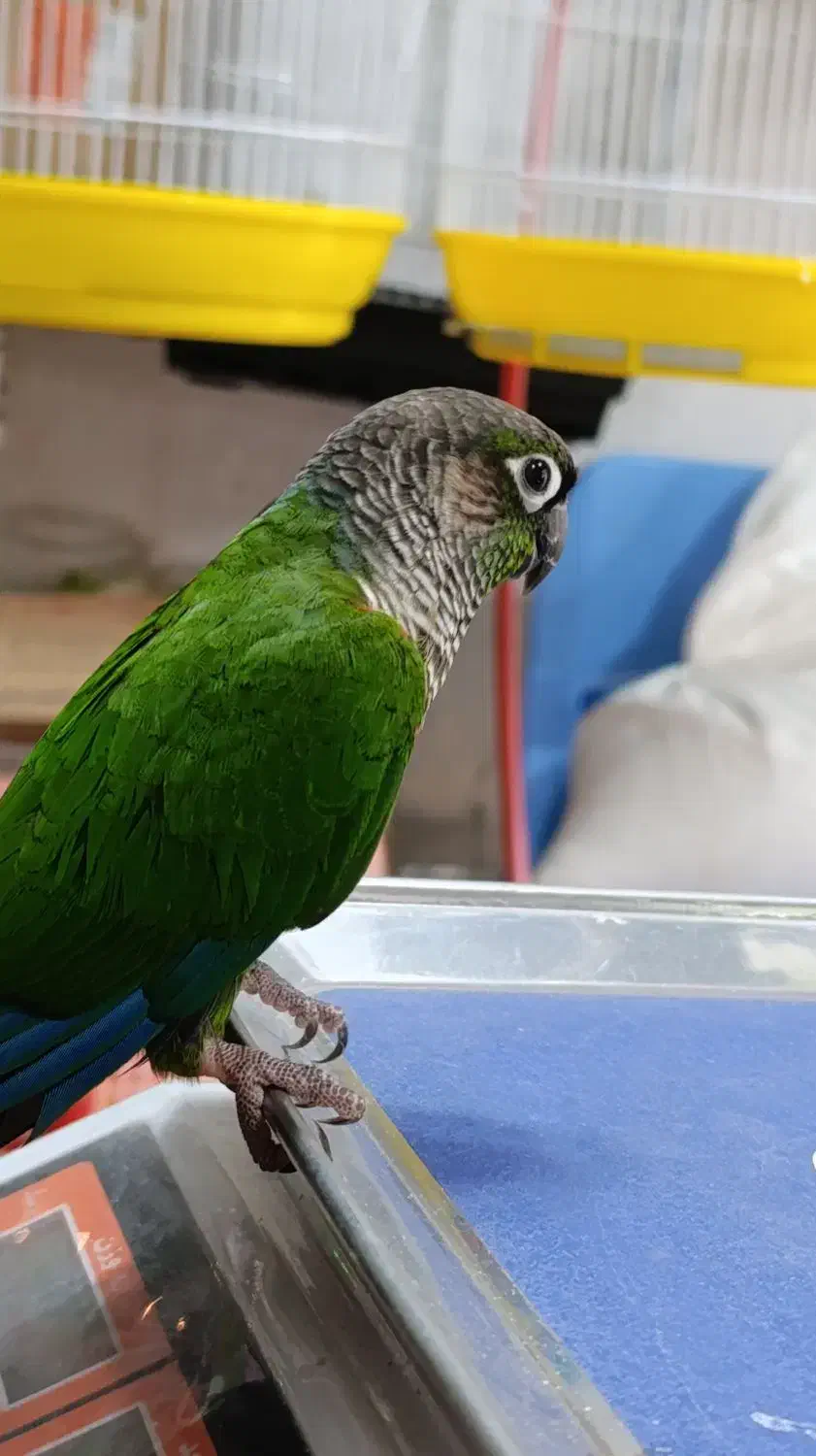 انواع پرنده و وسایل پرنده|پرنده|صومعه‌سرا, |دیوار