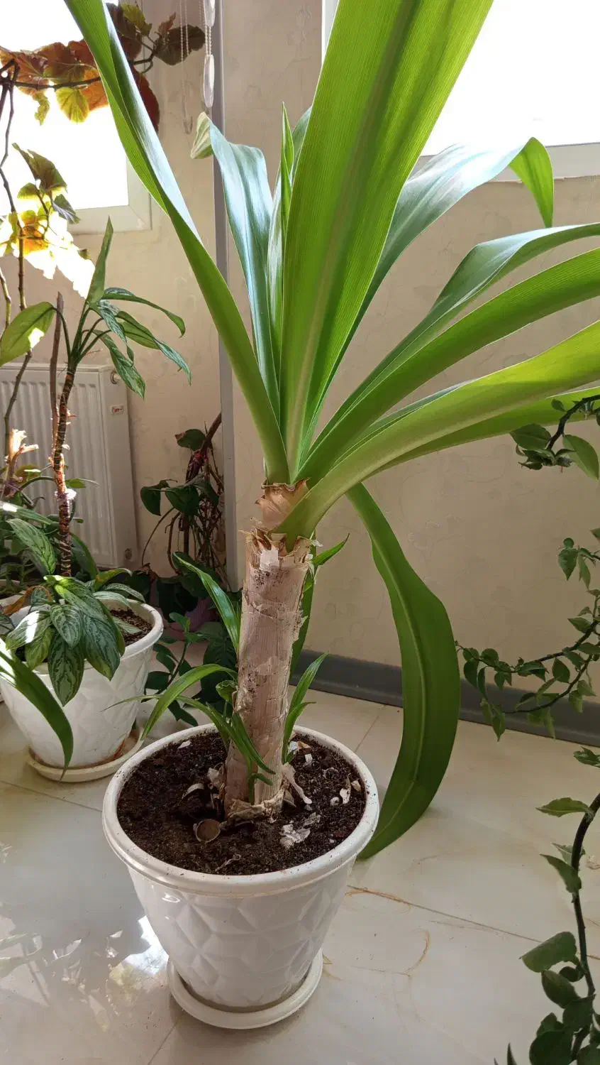 گل آپارتمانی|گل و گیاه طبیعی|شاهین‌شهر, شهرک میلاد|دیوار