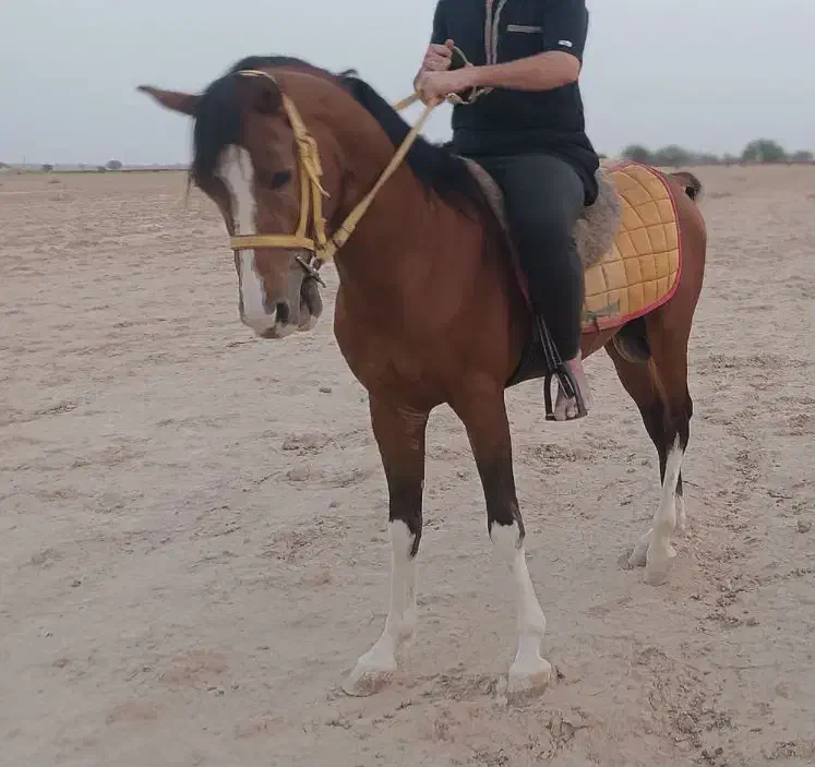 فروش فوری|اسب و تجهیزات اسبسواری|رامشیر, |دیوار