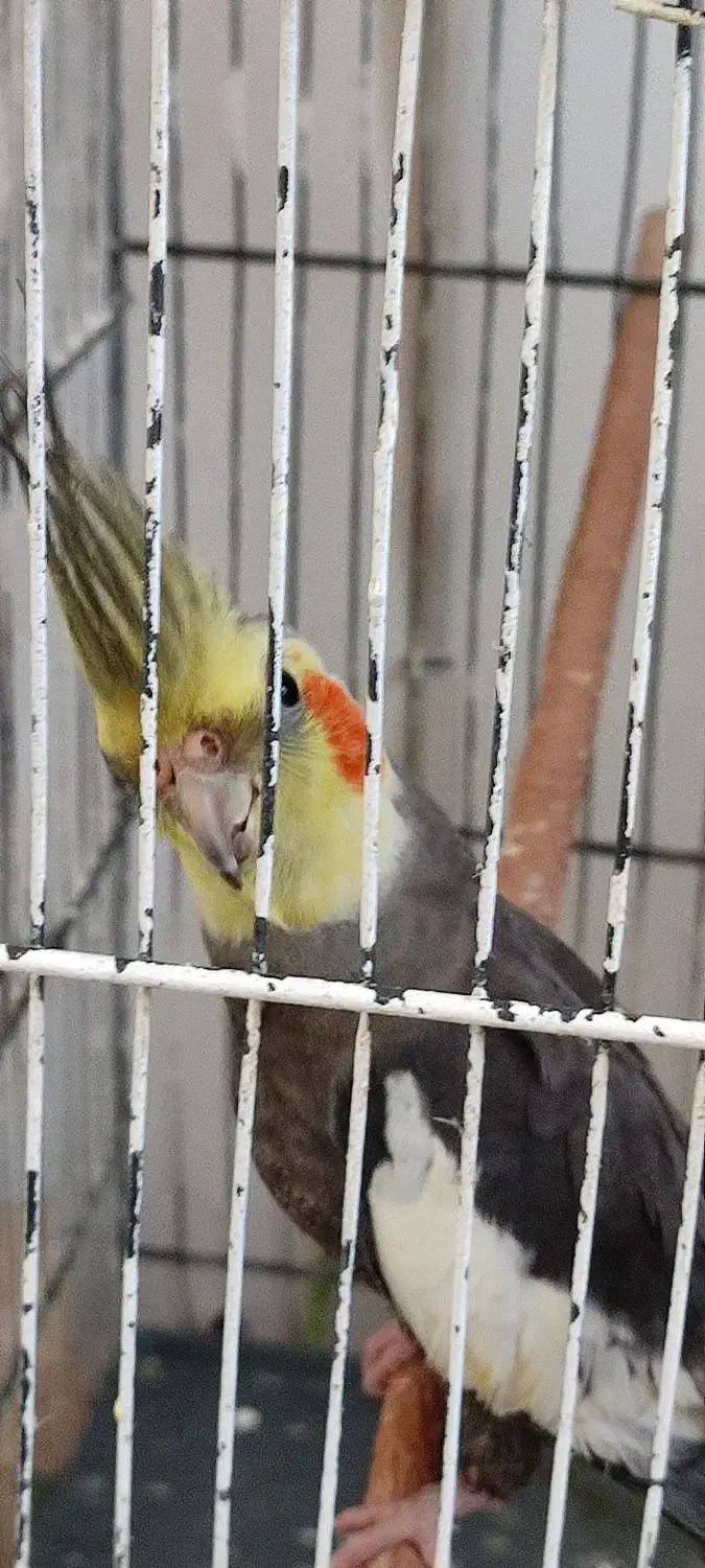 عروس هلندی|پرنده|قنوات, |دیوار