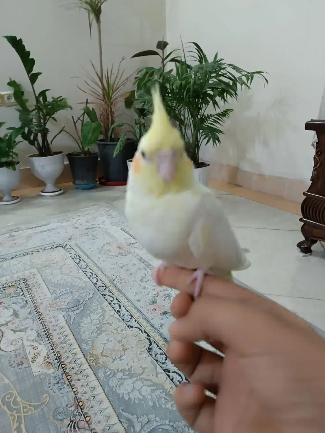 عروس هلندی|پرنده|قم, باغ کرباسی|دیوار