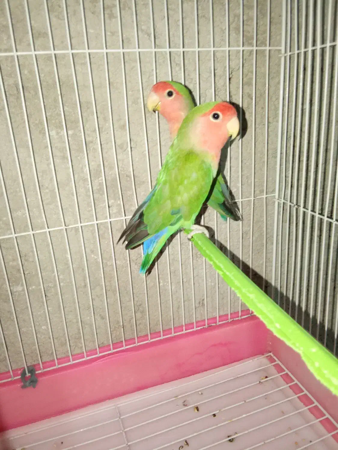 طوطی برزیلی|پرنده|لالجین, |دیوار