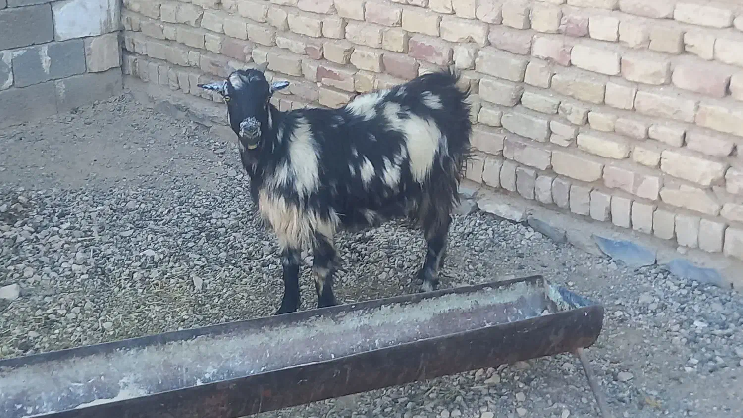 کولار بز آبستن و کهره نر چاق|حیوانات مزرعه|مرودشت, پشت سایپا|دیوار