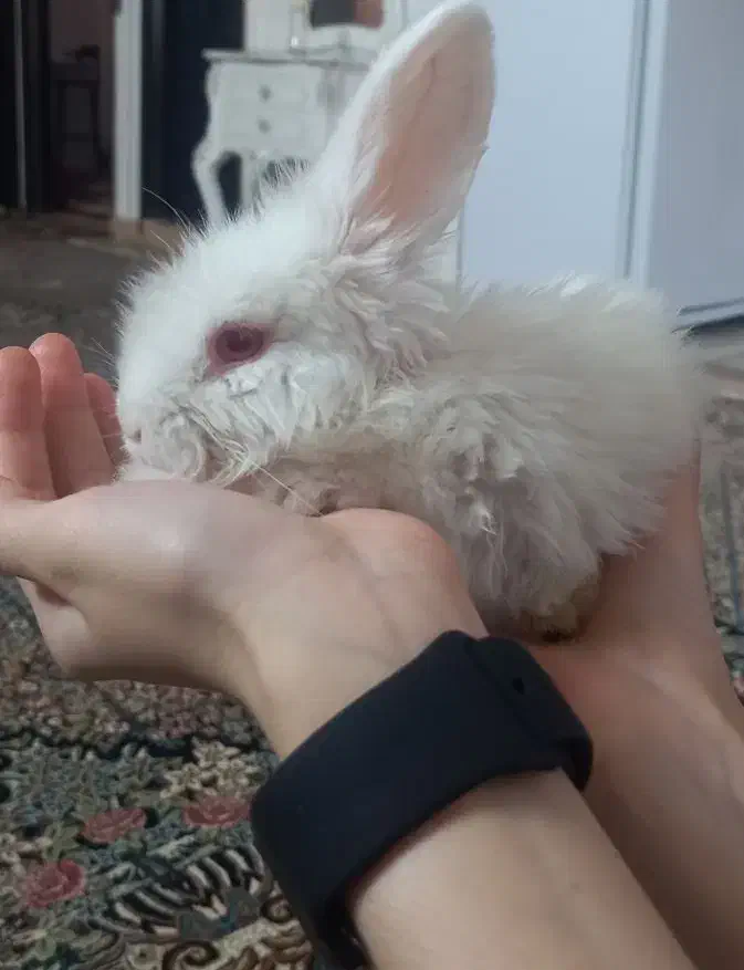 خرگوش لوپ|موش و خرگوش|بیرجند, |دیوار