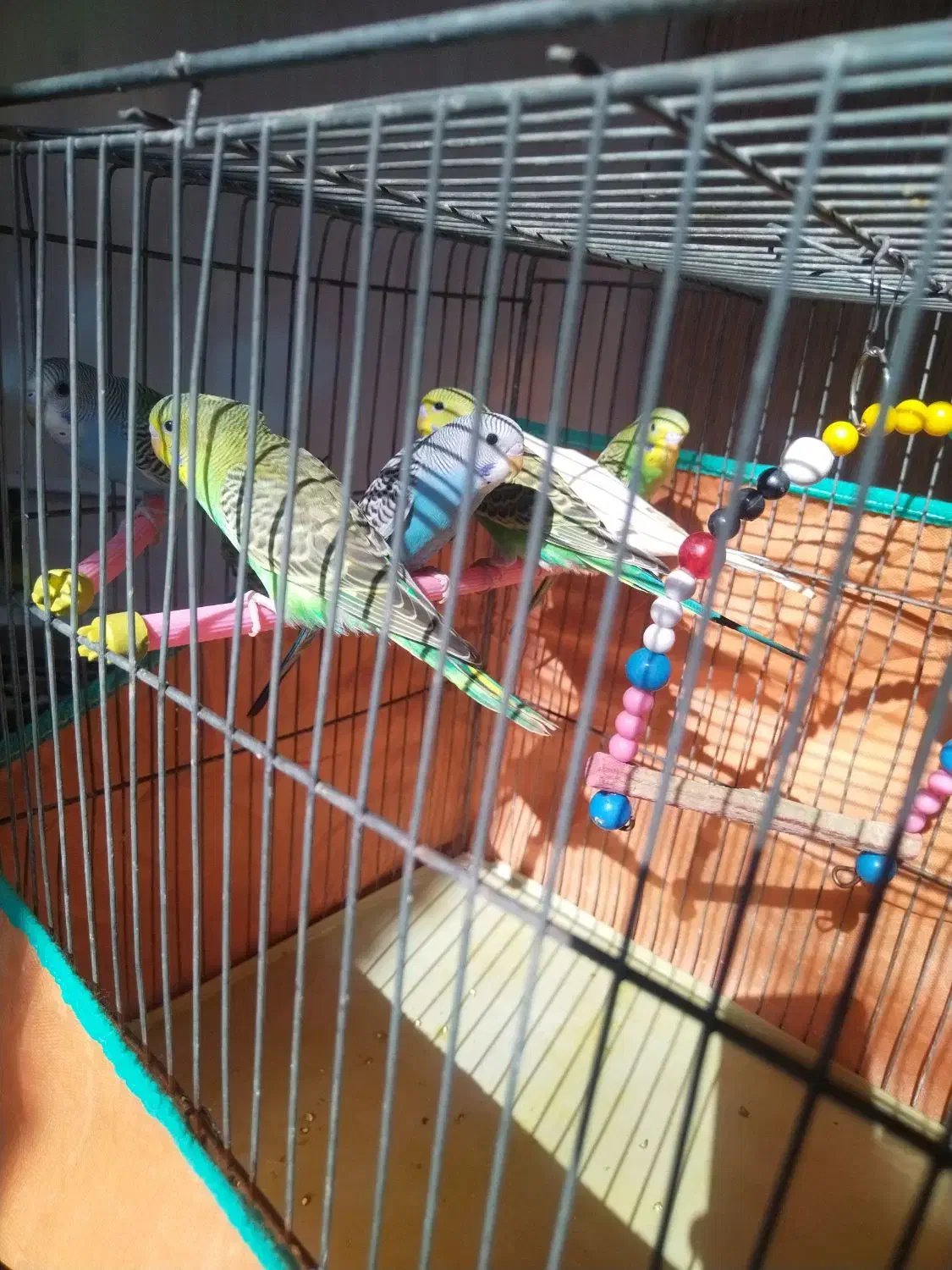 مرغ عشق|پرنده|گلپایگان, |دیوار