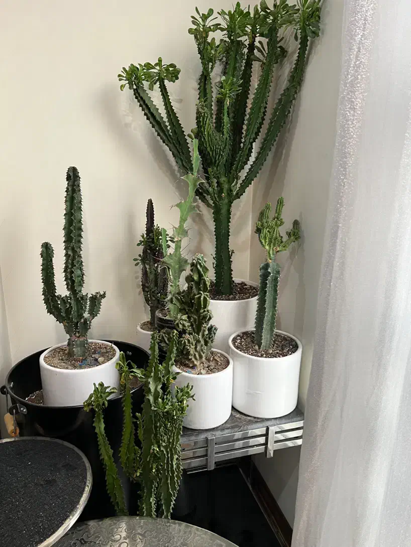 گل کاکتوس همراه گلدان|گل و گیاه طبیعی|قدس, شهرقدس|دیوار