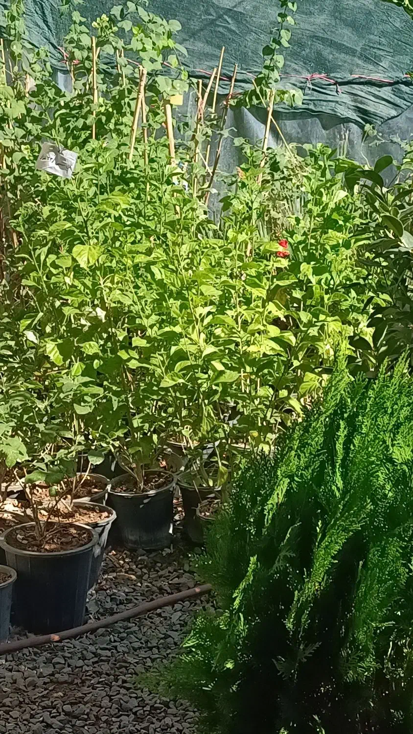 گل ونهال وگلدان درمهرستان|گل و گیاه طبیعی|مهرستان, |دیوار