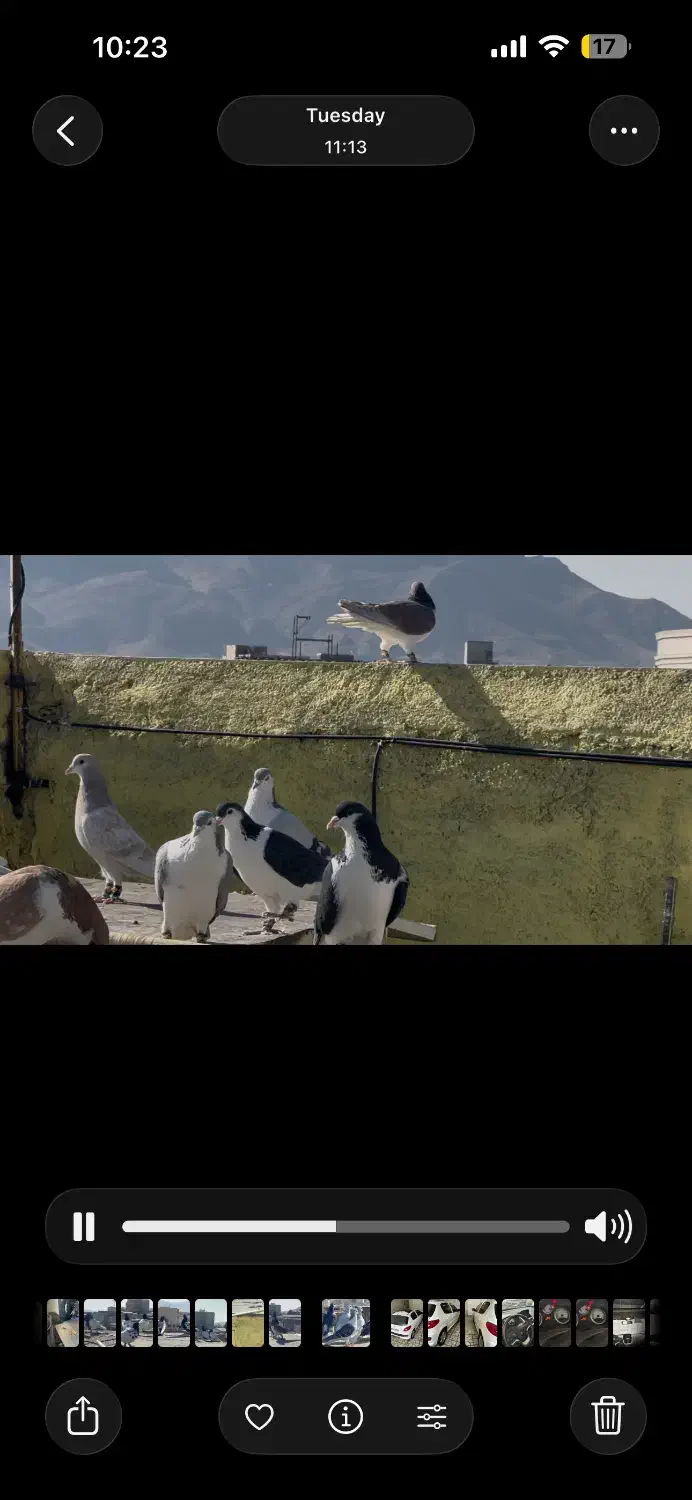 ۳۰تاسادع نر جوجه بوم درجه یک|پرنده|تربتحیدریه, داروپخش|دیوار