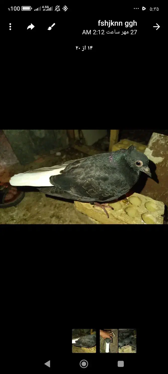 جوجه اشعل. طوقی قهوی دم سفید اتیقه هرسه جوجه|پرنده|لالی, |دیوار