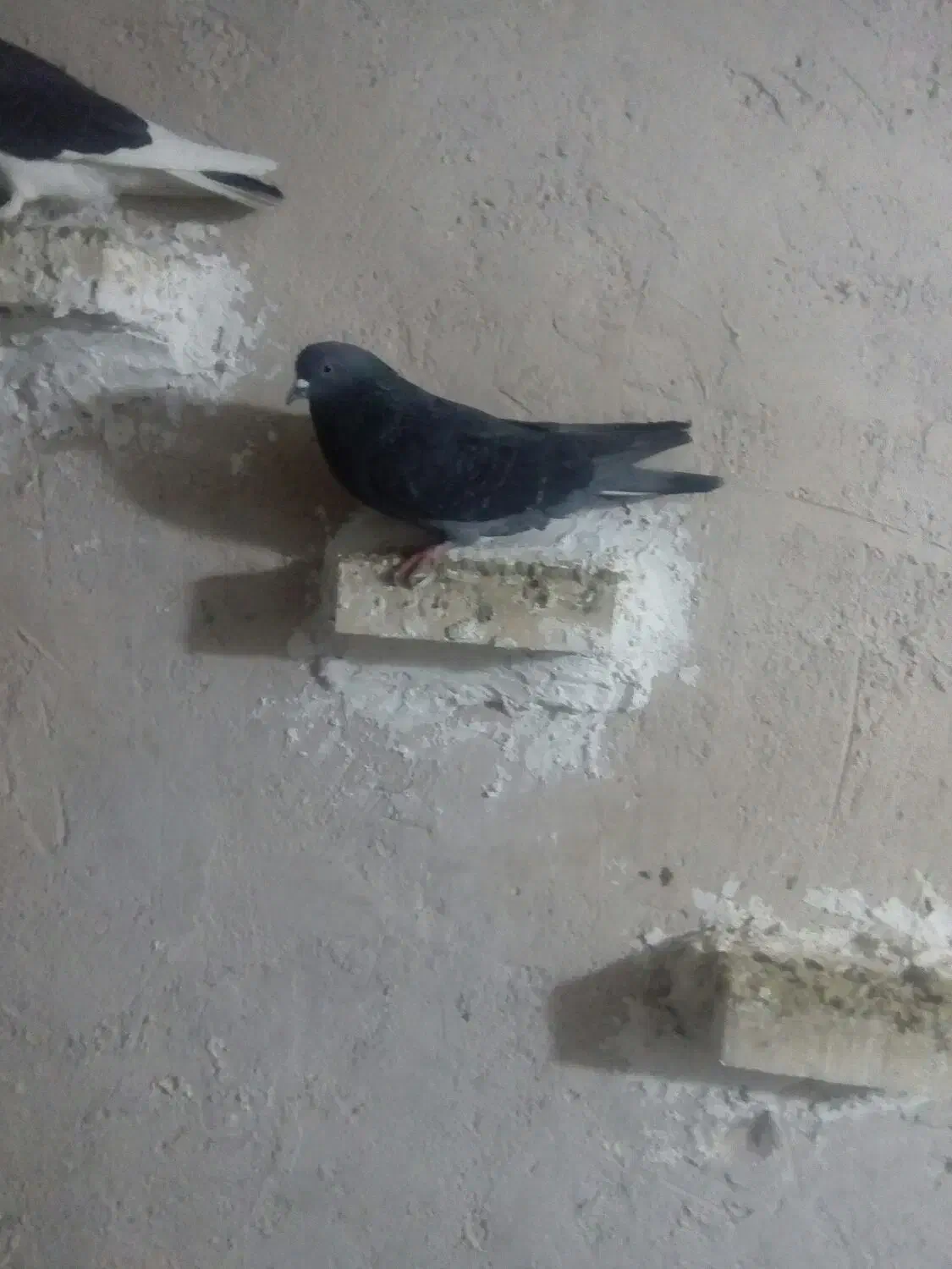 کفتر|پرنده|بروجرد, |دیوار