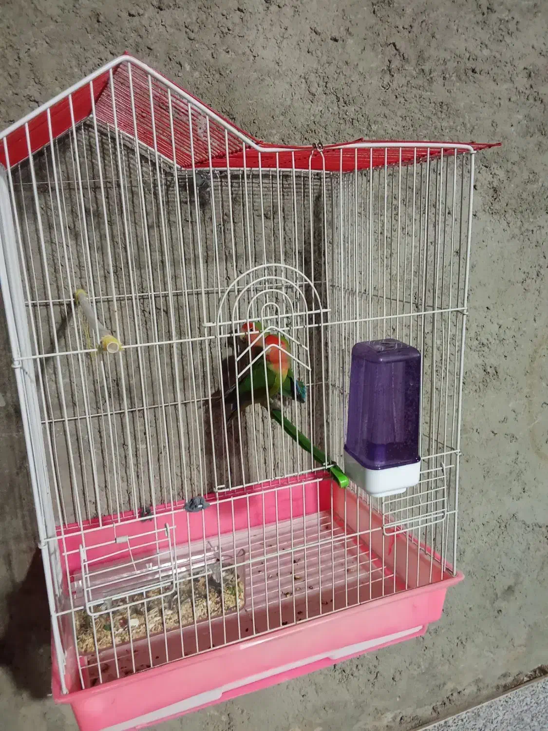 طوطی برزیلی|پرنده|لالجین, |دیوار