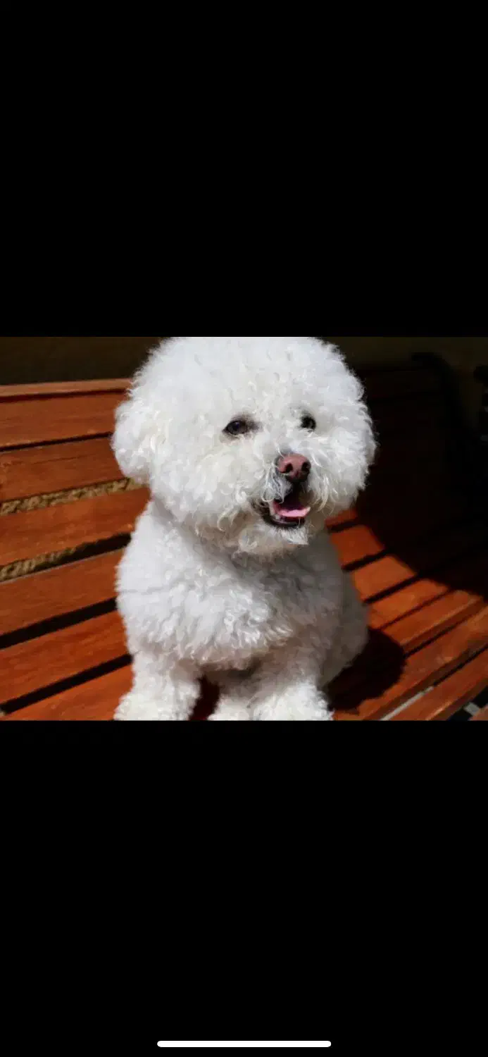 سگ شیتزوپودل|سگ|یزد, |دیوار