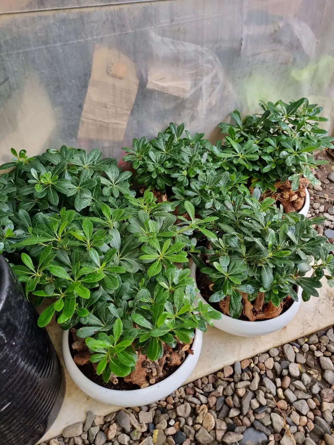 گل داودی چهارفصل سرو شیراز میخک عبایی پاپیتال گلدا|گل و گیاه طبیعی|مشهد, چهارچشمه|دیوار