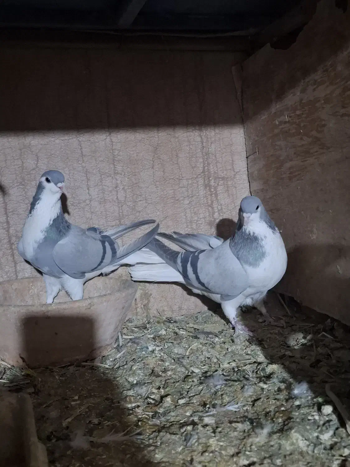 کفتر|پرنده|شیراز, کیان آباد|دیوار