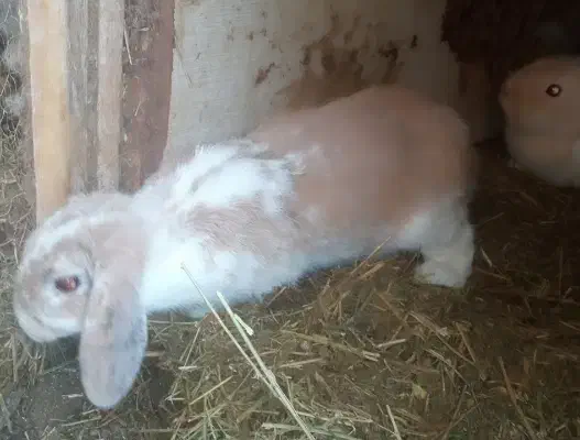 خرگوش گوگولی|موش و خرگوش|رشت, جانبازان|دیوار