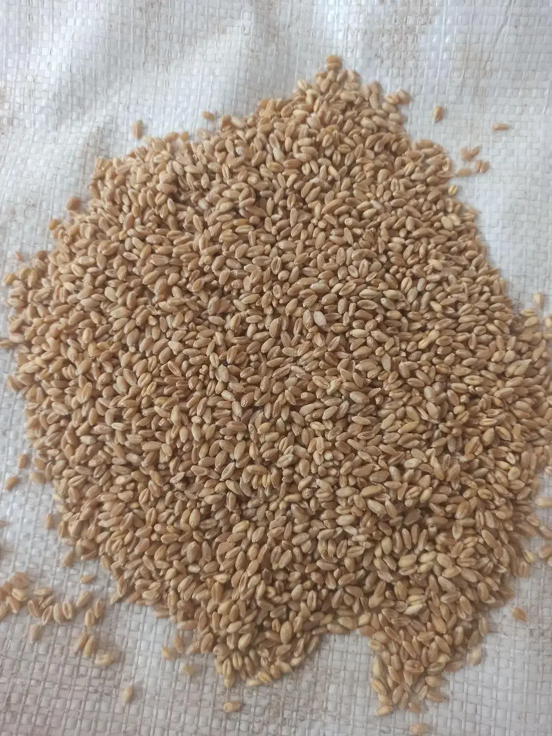 گندم آبی بذری|خدمات باغبانی و درختکاری|نورآباد, |دیوار