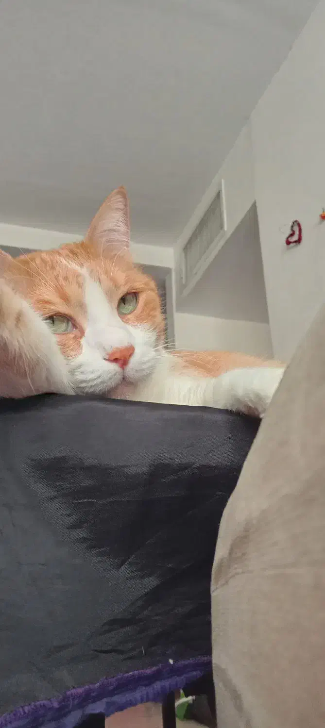 واگذاری موقت گربه|گربه|پرند, فاز ۶|دیوار