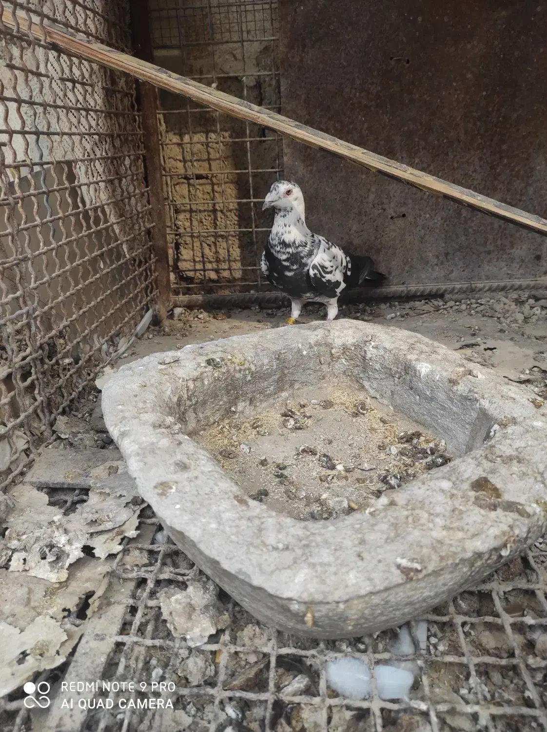 کبوتر گورهی نر جوان|پرنده|برازجان, |دیوار