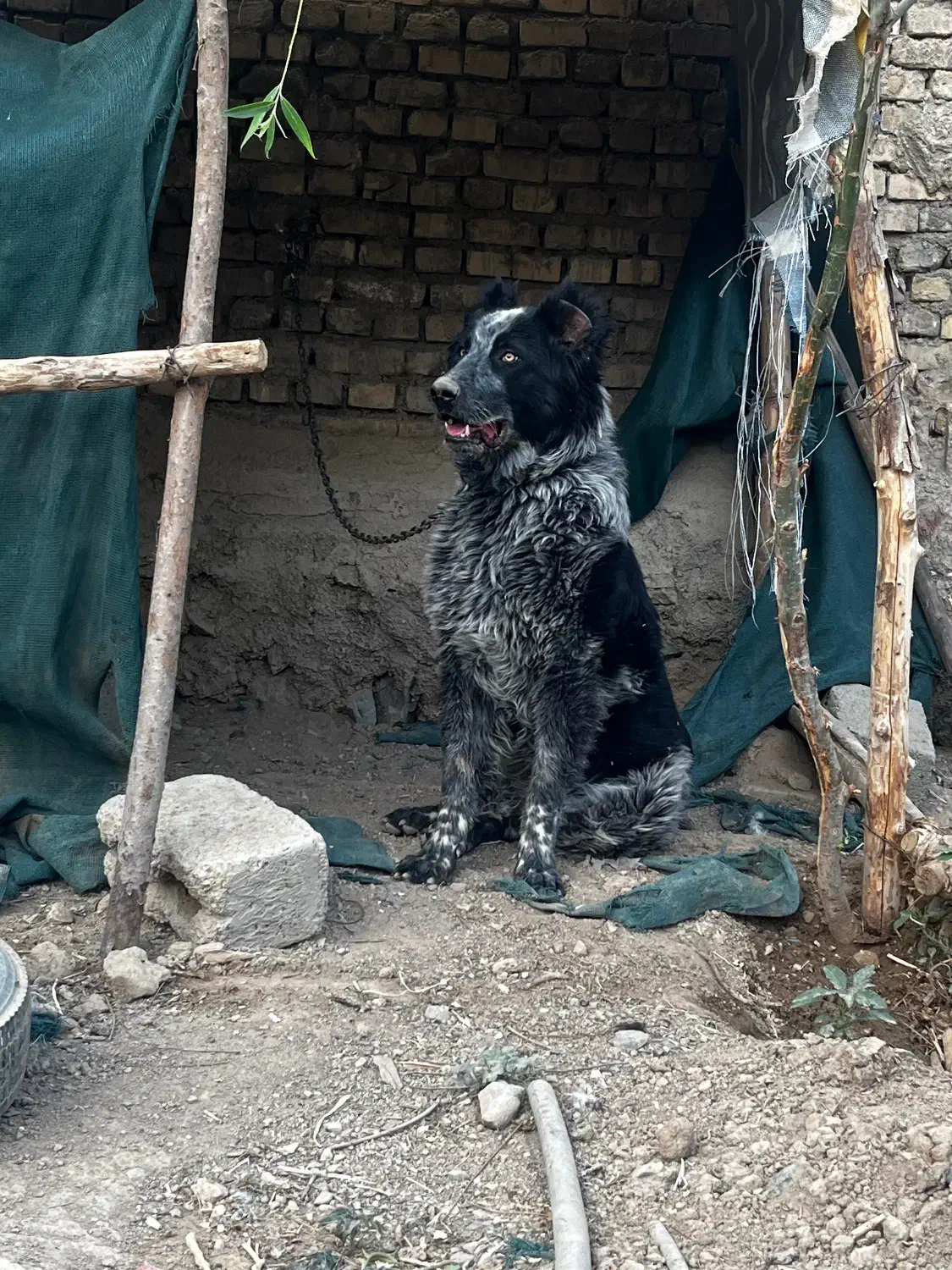 نر و لاس|سگ|چادگان, |دیوار