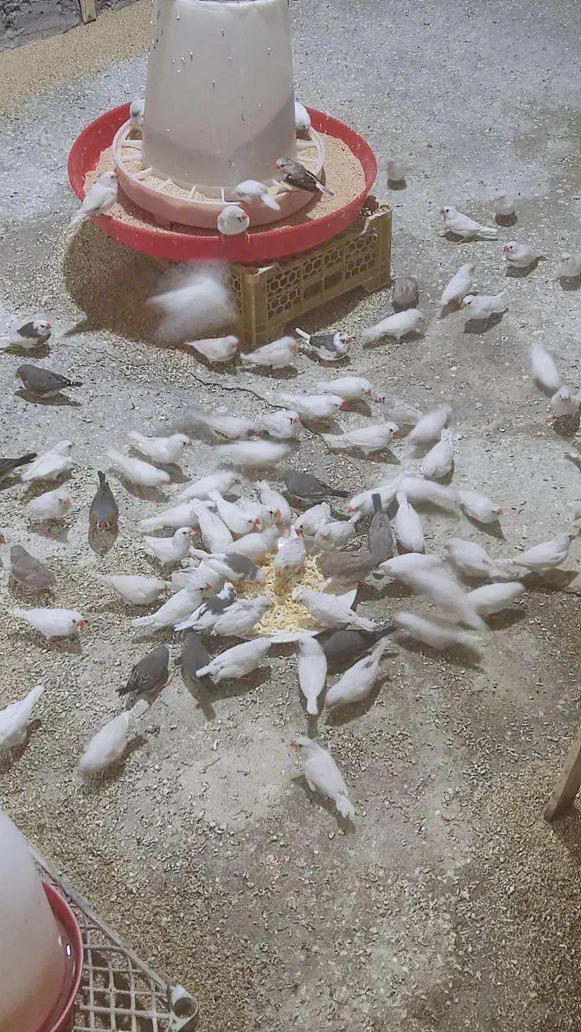 جوجه ملنگو پنج‌ ماهه|پرنده|محمدیه-قزوین, |دیوار