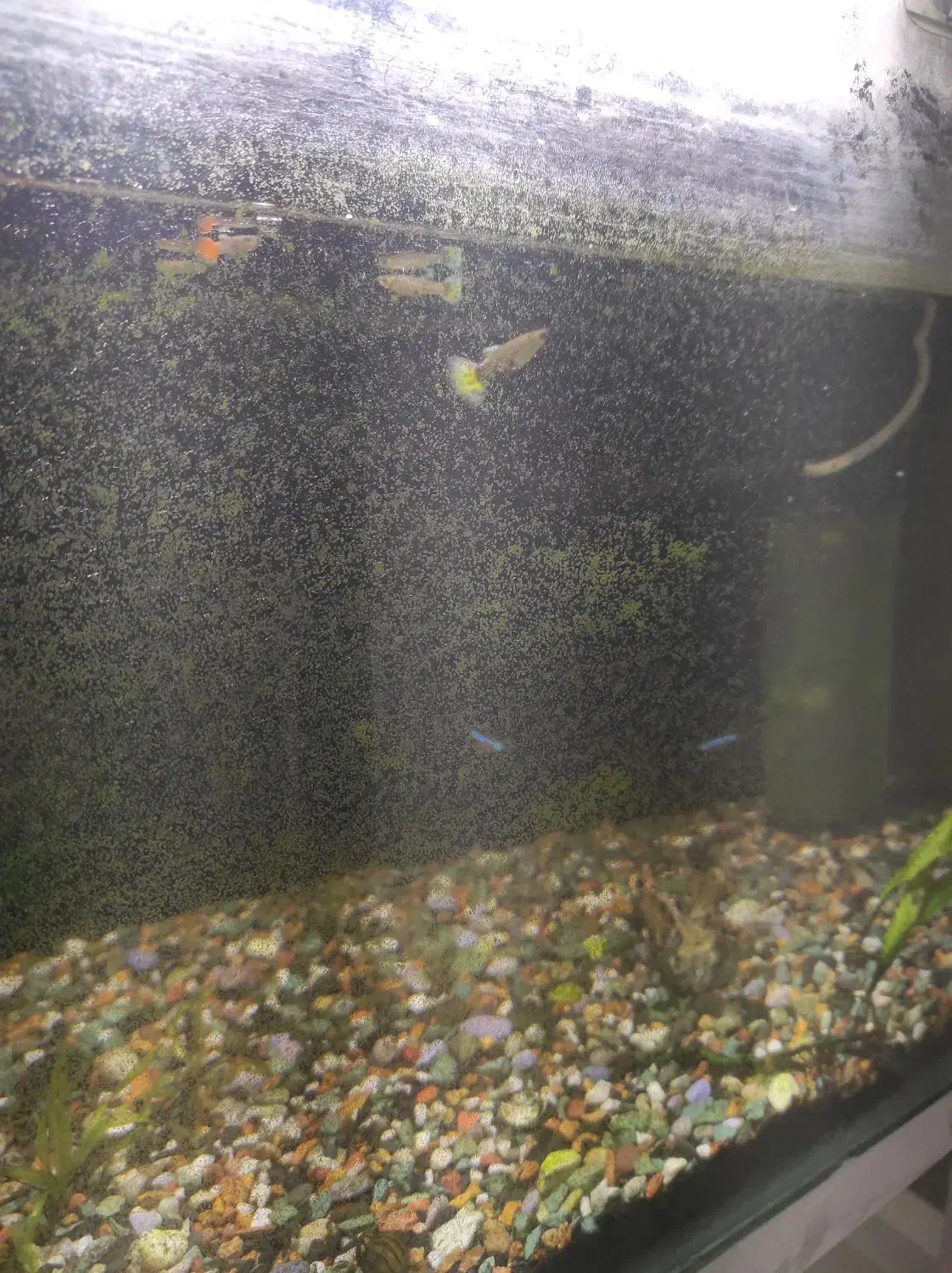 فروش فوری اکواریوم با امکانات|ماهی|رشت, نخودچر|دیوار