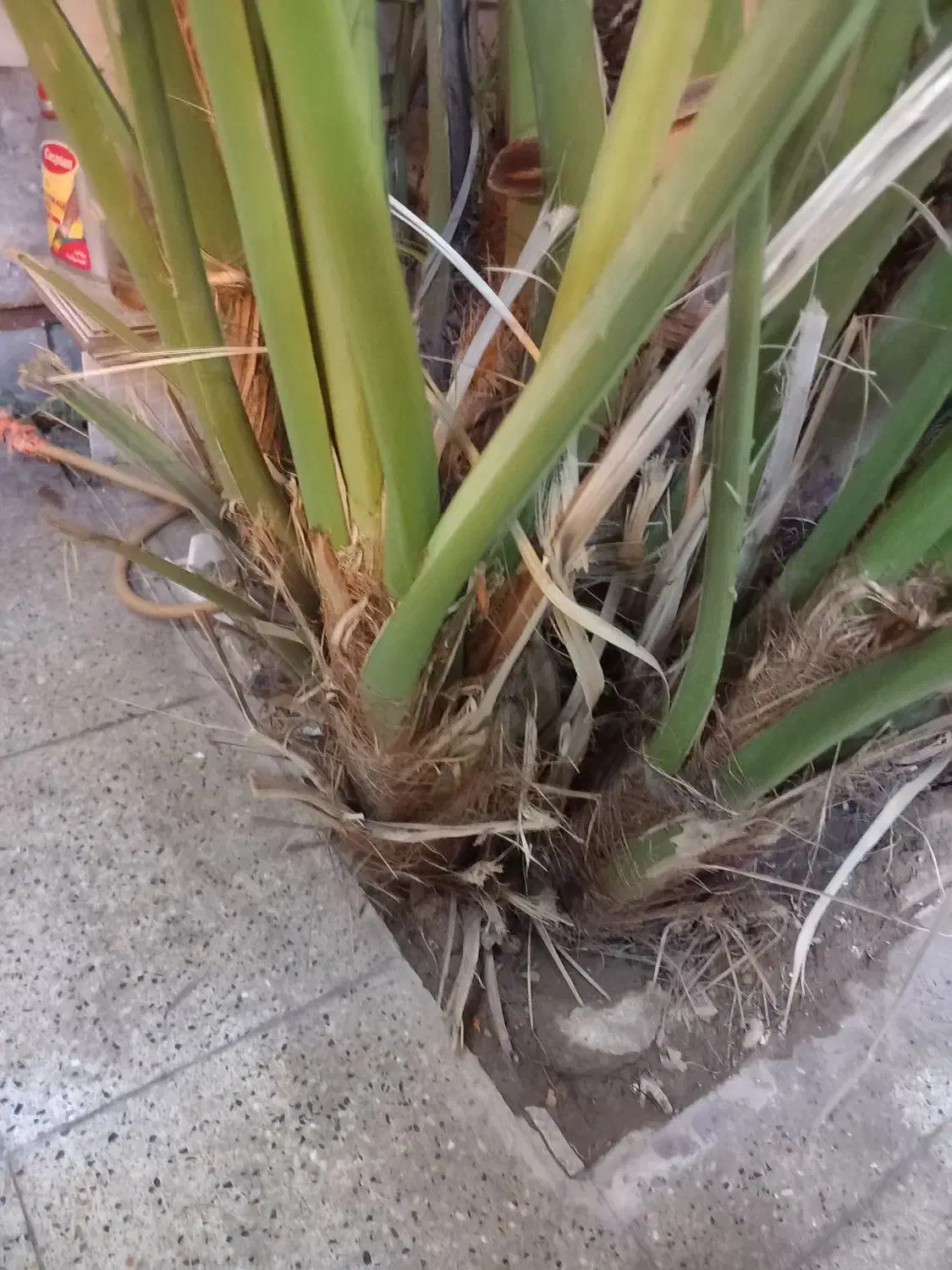 بچه برحی|گل و گیاه طبیعی|اهواز, سلطانمنش|دیوار