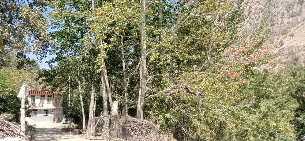 درخت کبوده|گل و گیاه طبیعی|فلارد, |دیوار