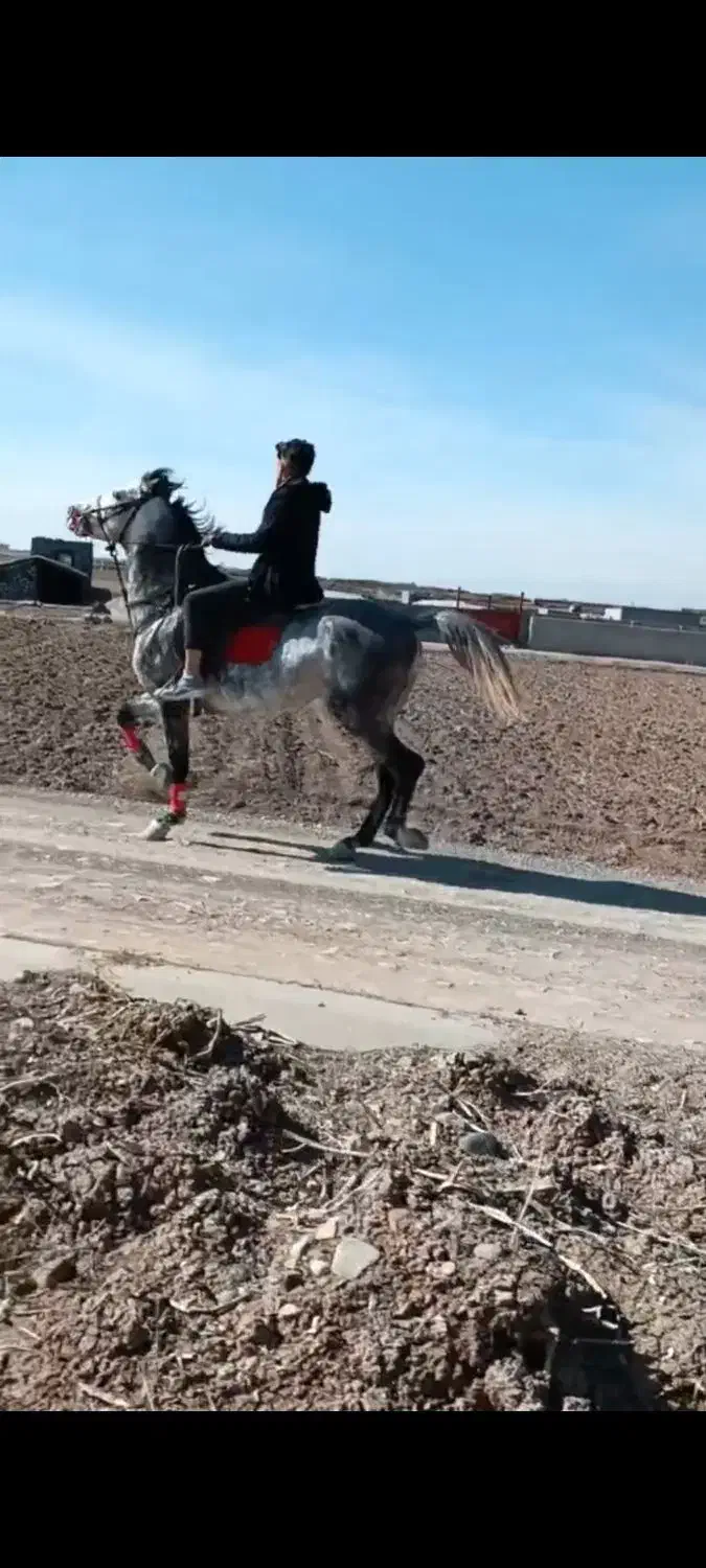 اسب ۷ساله|اسب و تجهیزات اسبسواری|مرند, |دیوار