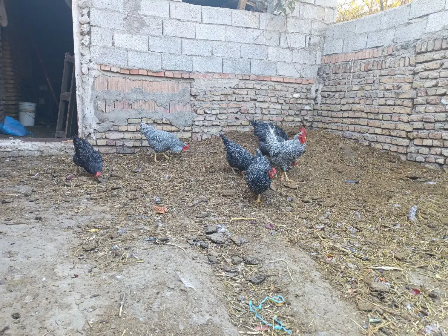 تخم نطفه دار پیلموت راک|حیوانات مزرعه|صوفیان, |دیوار