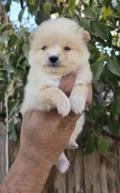 سگ آپارتمانی|سگ|بهبهان, |دیوار