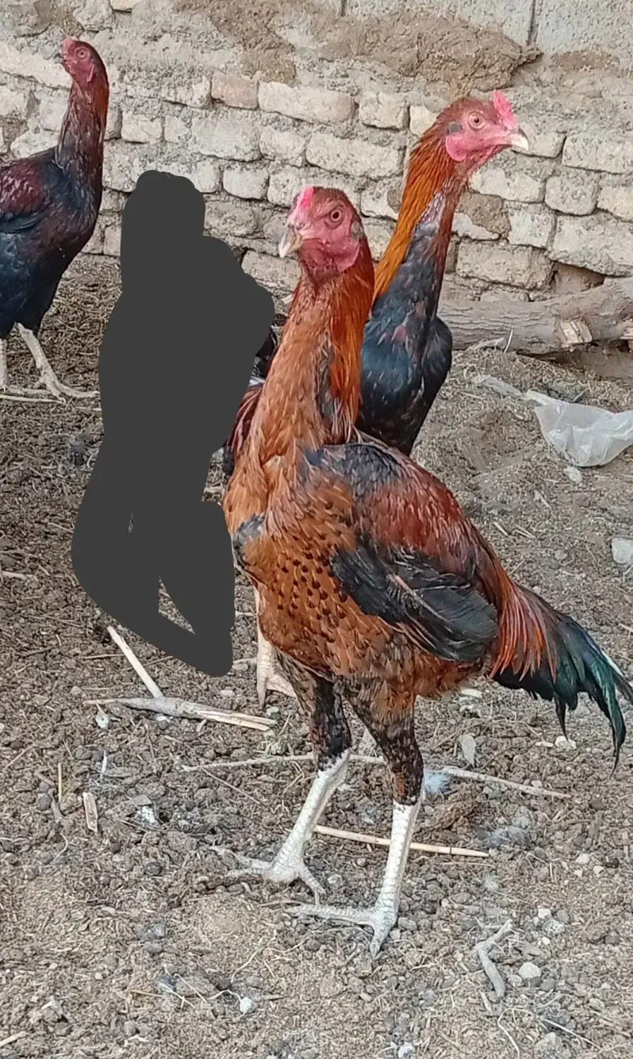 جوجه|حیوانات مزرعه|کرباسک, |دیوار