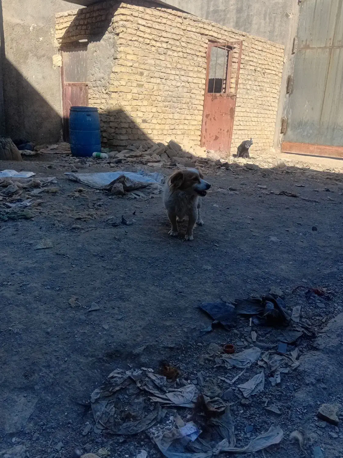 ۲ عدد سگ پاکوتاه 1500000تومن|سگ|مشهد, همت آباد|دیوار