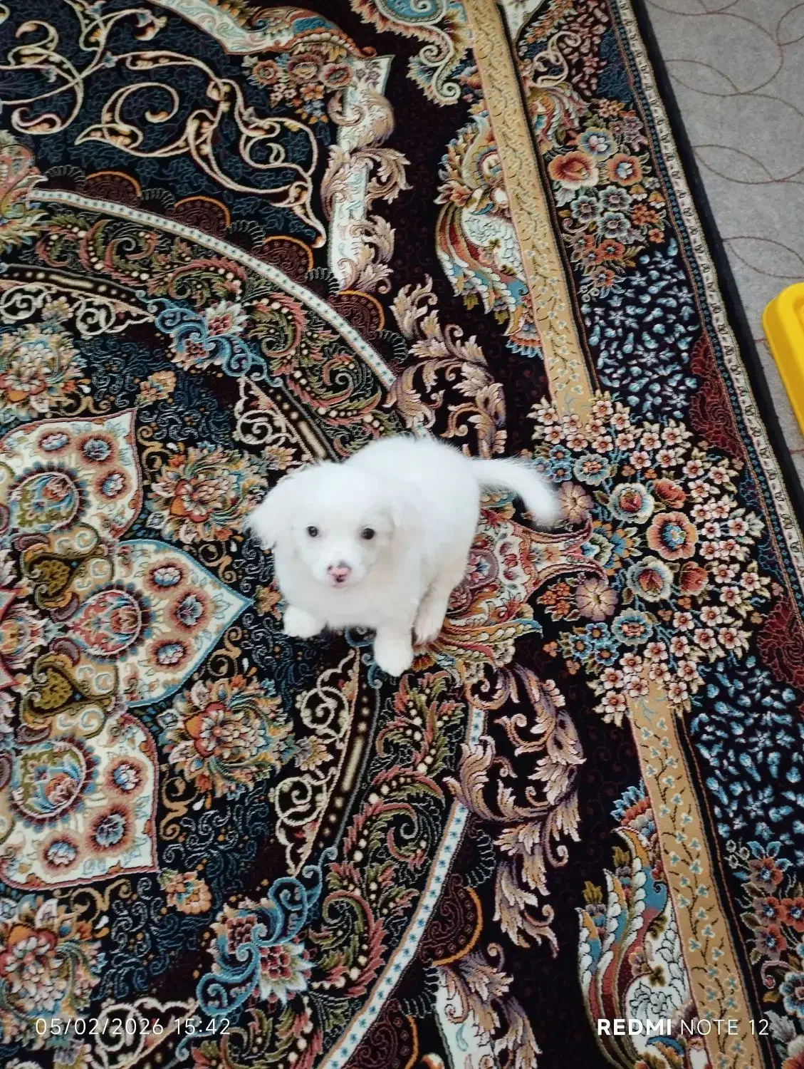 سگ خونگی شیتزو|سگ|محمدیه-قزوین, |دیوار