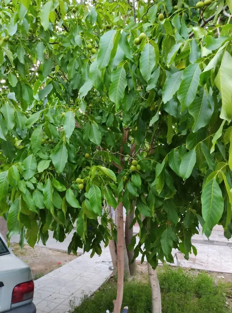 فروش منزل مسکونی|فروش خانه و ویلا|خرم بید, |دیوار