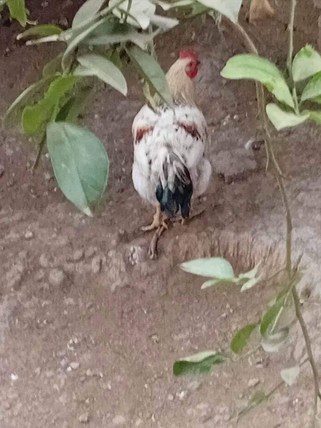 طلا محلی|پرنده|قائم‌شهر, |دیوار