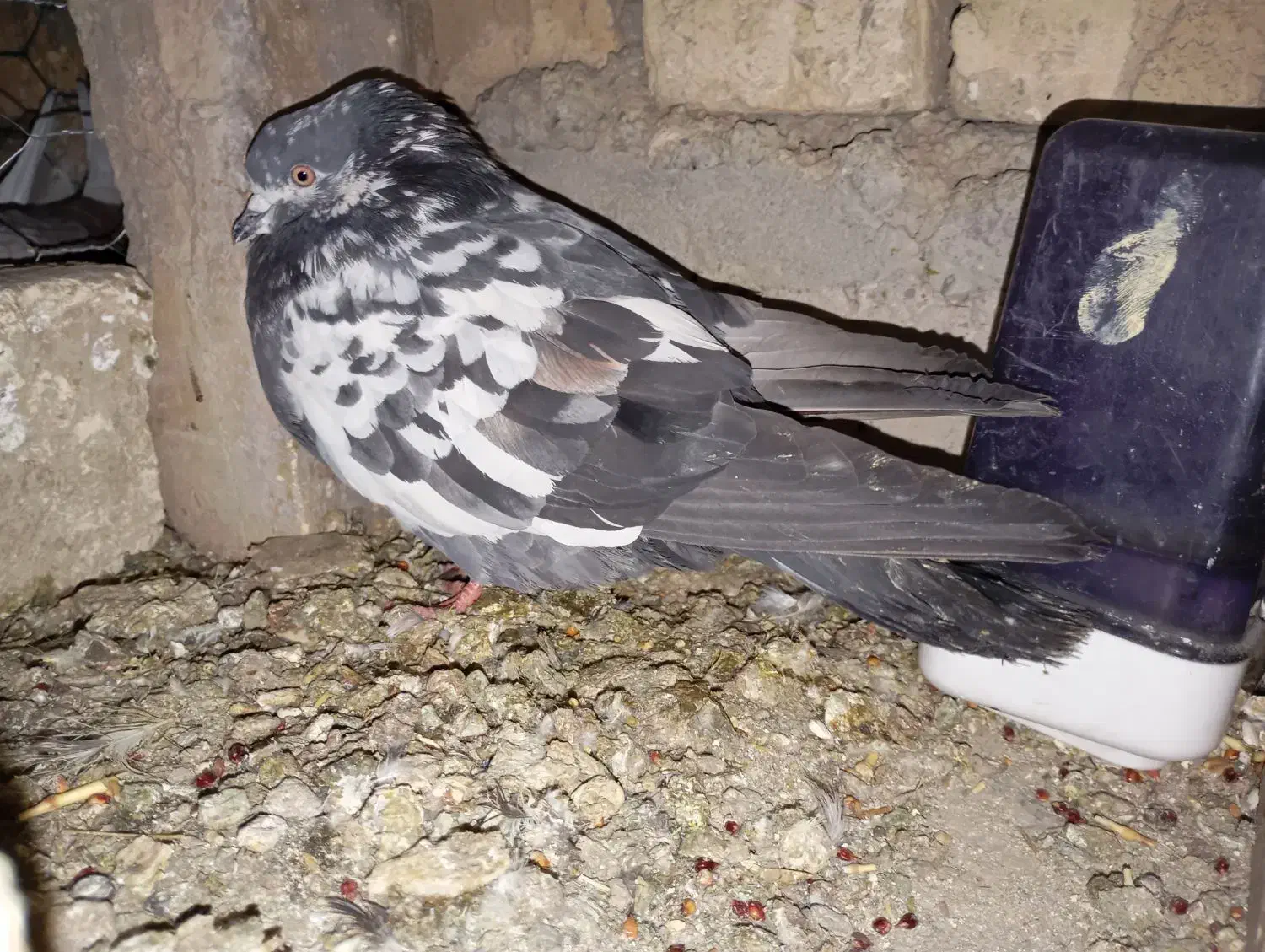 کبوتر پرشی|پرنده|اصفهان, منتظرالمهدی|دیوار