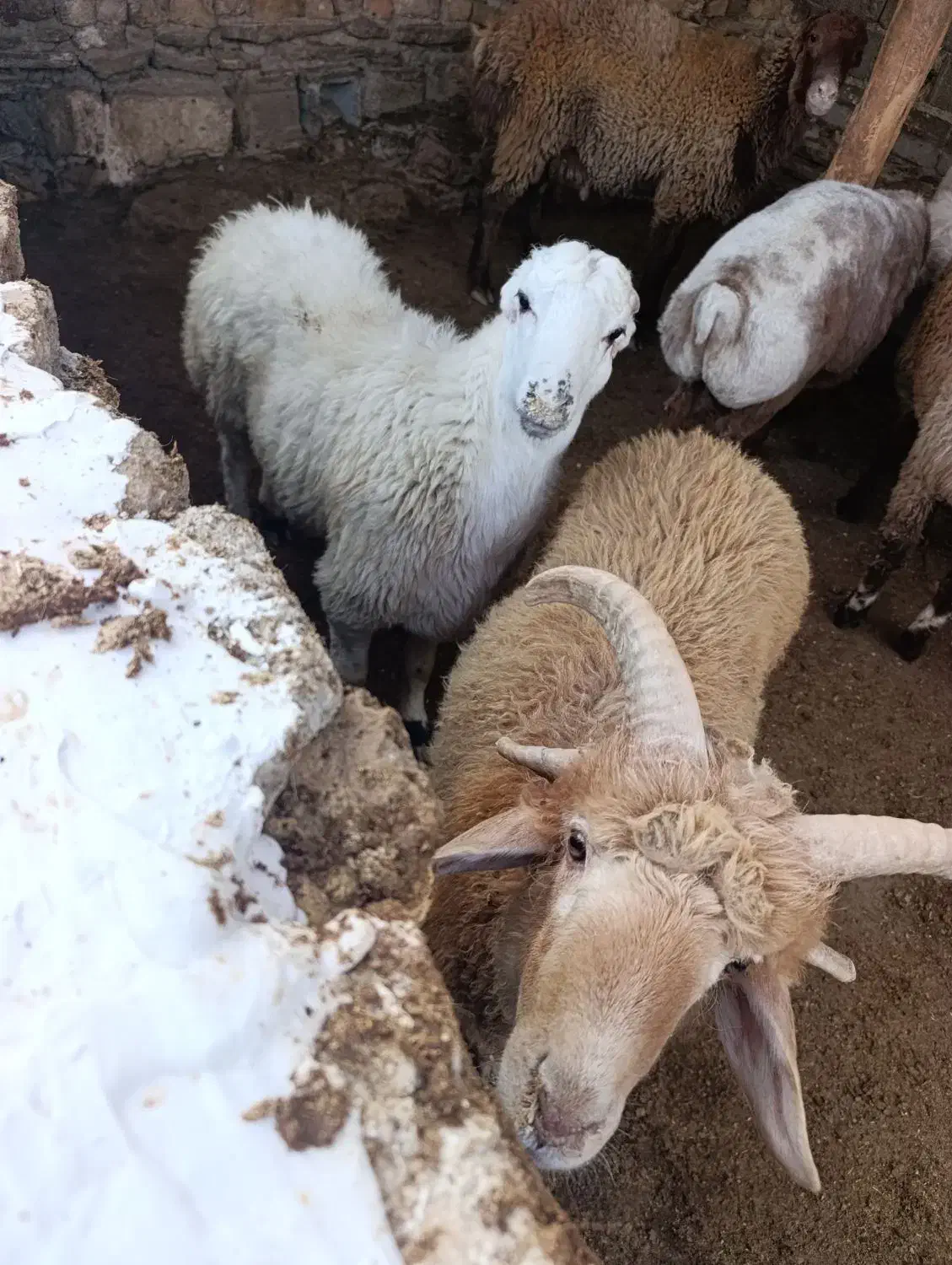 بره گوشتی و پرواری|حیوانات مزرعه|بجنورد, |دیوار