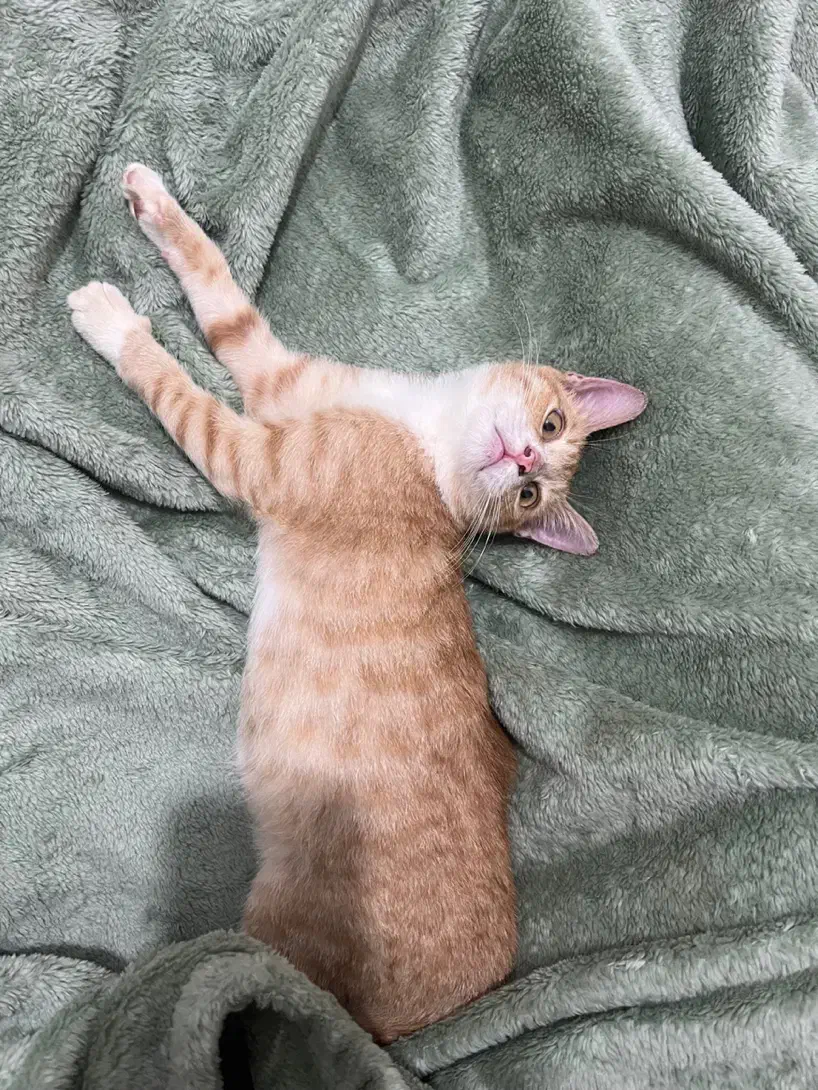 واگذاری|گربه|رشت, گلسار|دیوار