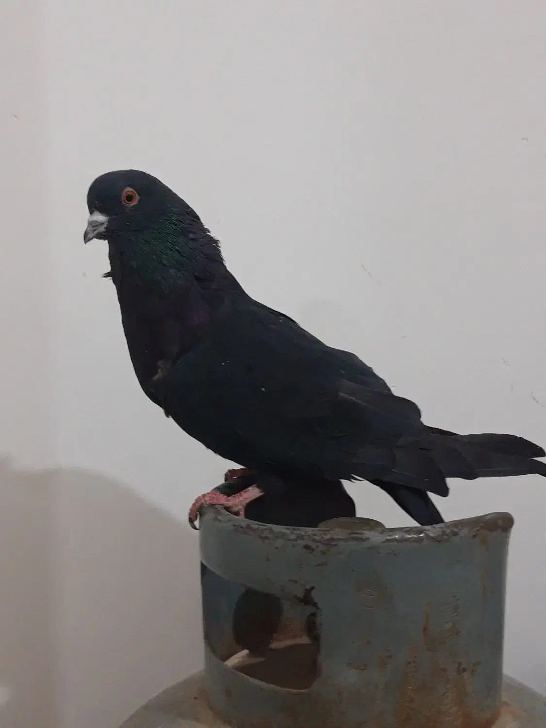 کفتر زاغ گرفتنی همین الان|پرنده|کرباسک, |دیوار