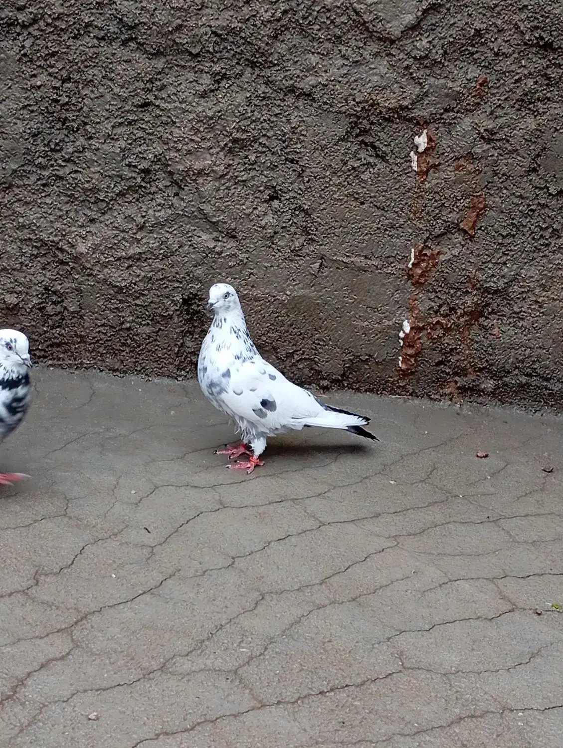 کبوتر تهرانی|پرنده|گیلان غرب, |دیوار