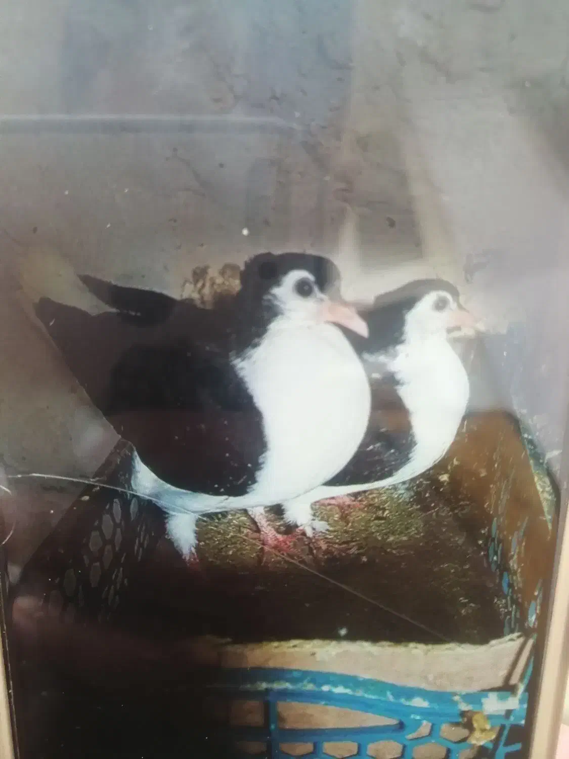 کبوتر|حیوانات|خرمآباد, |دیوار