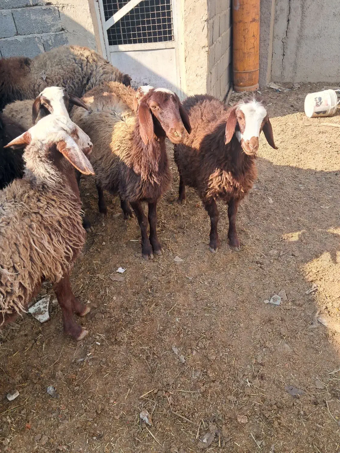 بره ماده|حیوانات مزرعه|هشتگرد, تهران دشت|دیوار