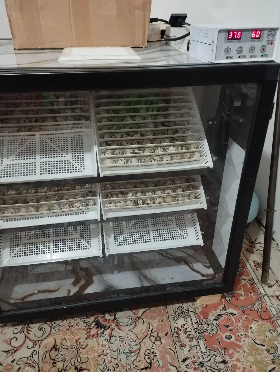 تخم بلدرچین نطفهدار بادرصد هچ بالا مخصوص جوجهکشی|حیوانات مزرعه|دالخانی, |دیوار