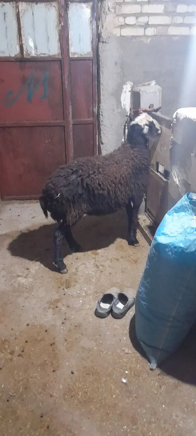 قوچ شال|حیوانات مزرعه|قیدار, |دیوار