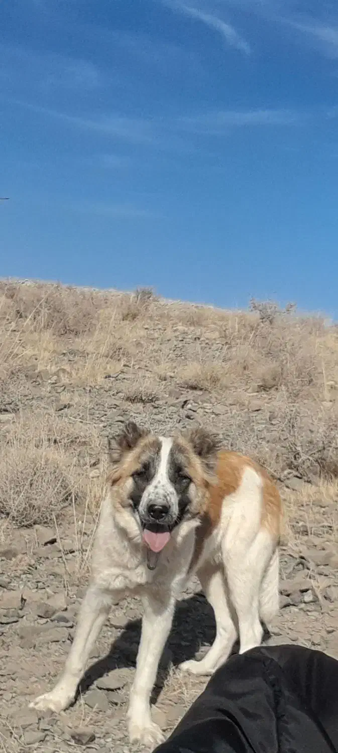 سگ گله هم غار|سگ|سلفچگان, |دیوار