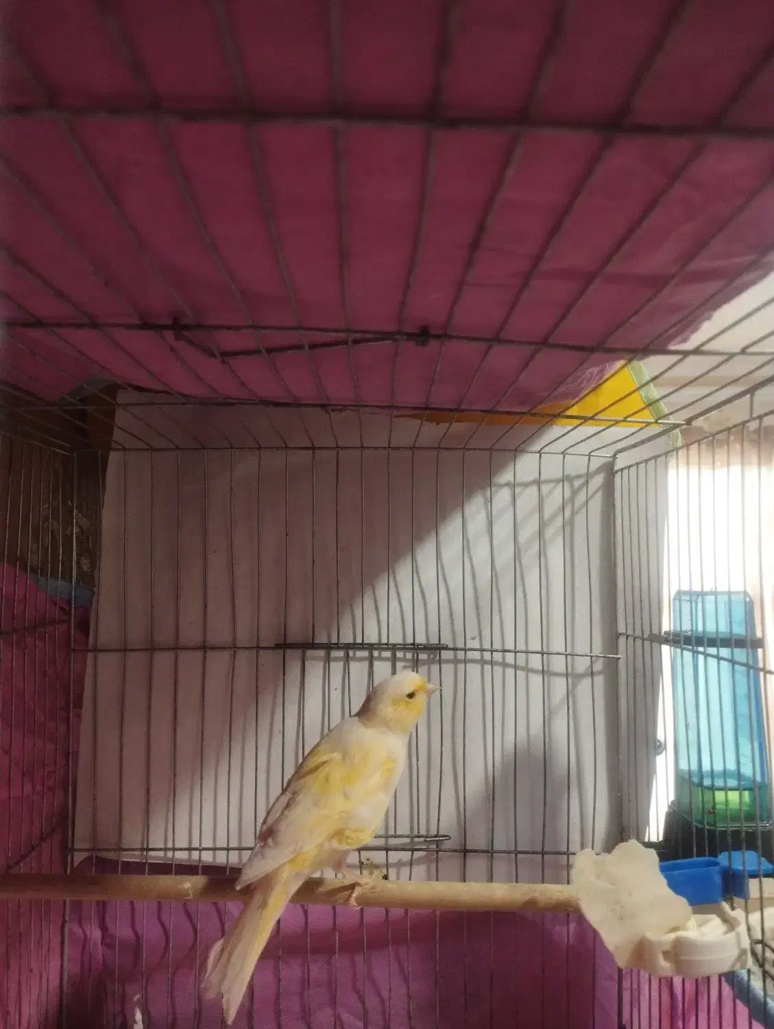 قناری ماده|پرنده|چهارباغ, |دیوار